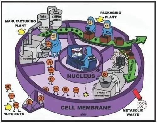 “细胞工厂”——未来主流的生产工厂？